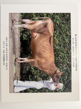 カヤベ スターライツ デバウアー テルトラ